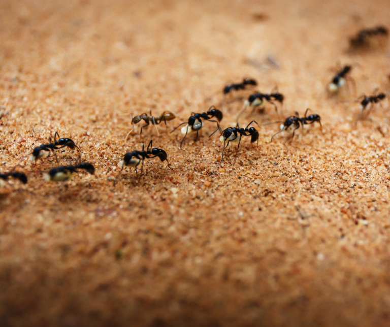 شركة مكافحة النمل الاسود